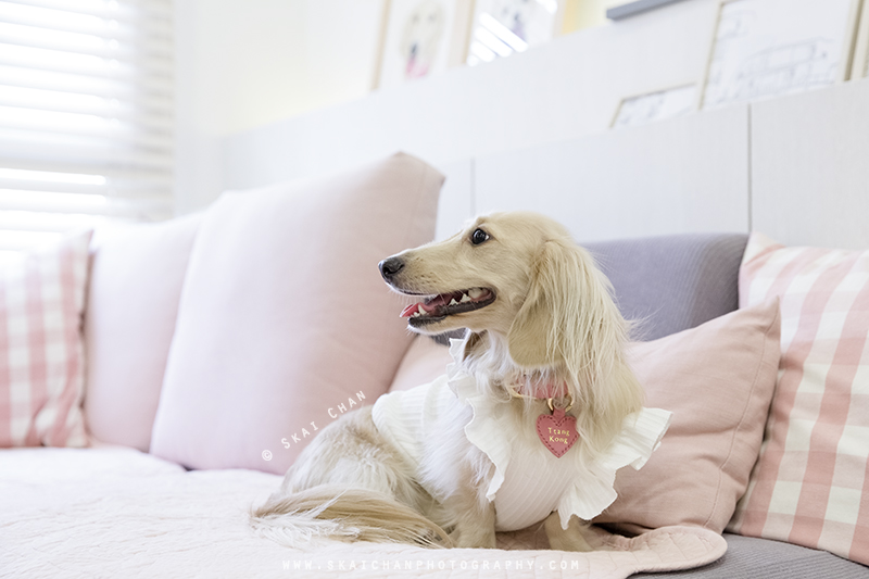 Pet dog photoshoot session with Ttang Kong at Yishun (indoor)
