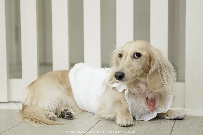 Pet dog photoshoot session with Ttang Kong at Yishun (indoor)