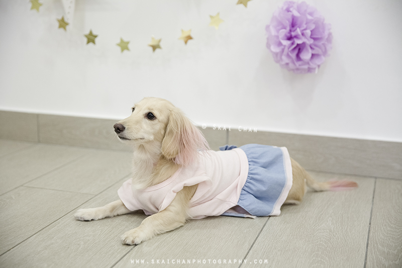 Pet dog photoshoot session with Ttang Kong at Yishun (indoor)