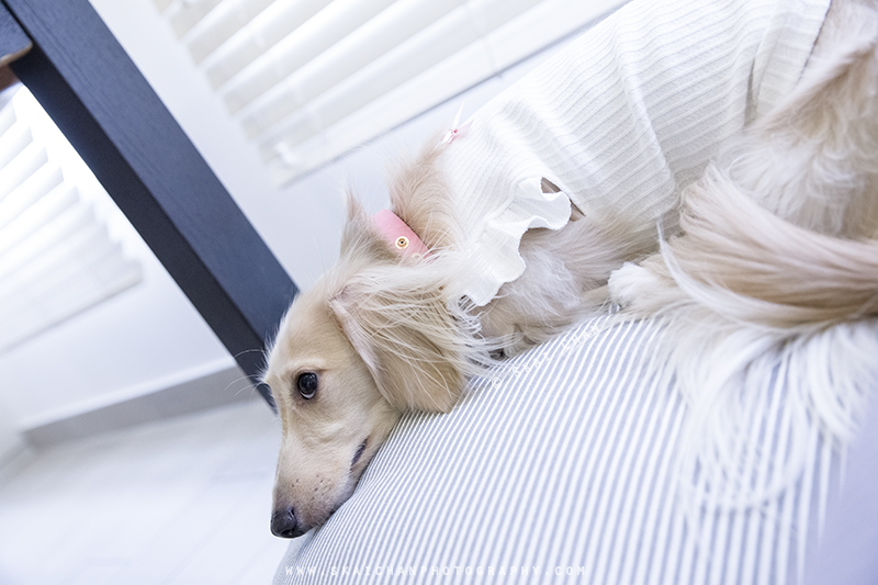 Pet dog photoshoot session with Ttang Kong at Yishun (indoor)