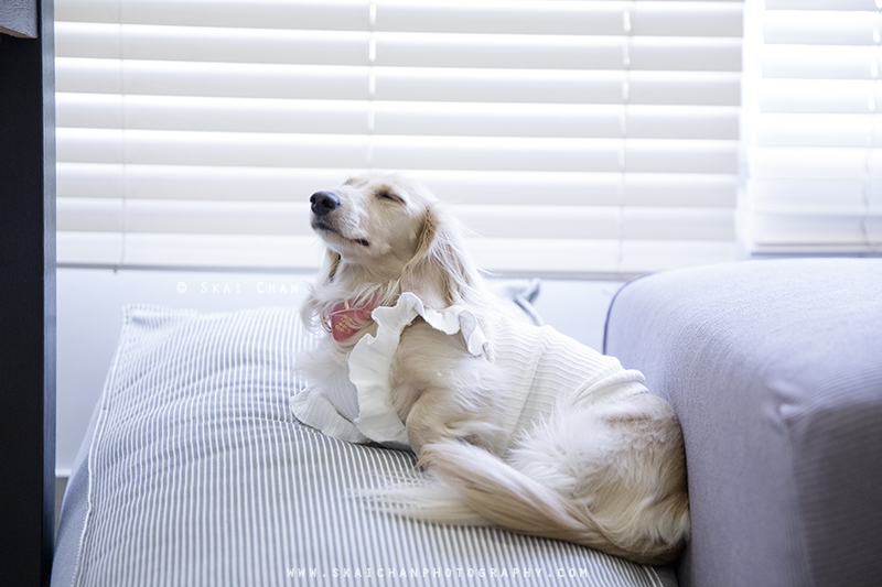 Pet dog photoshoot session with Ttang Kong at Yishun (indoor)