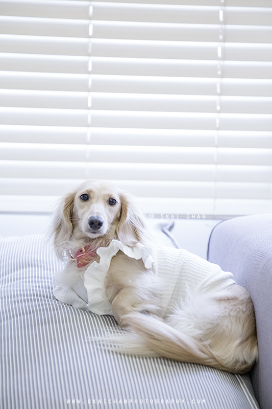 Pet dog photoshoot session with Ttang Kong at Yishun (indoor)
