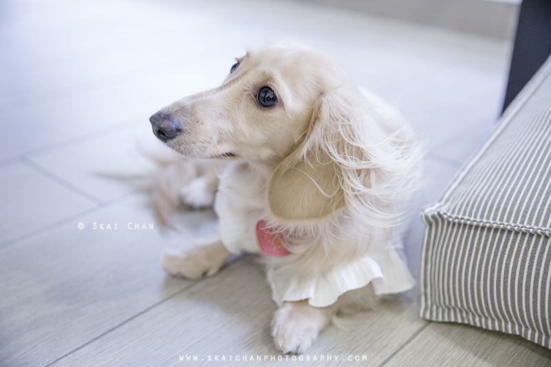 Pet dog photoshoot session with Ttang Kong at Yishun (indoor)