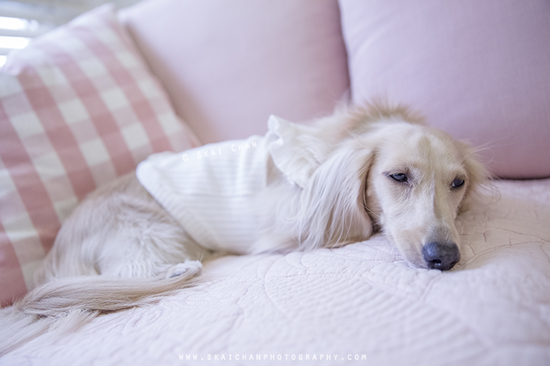 Pet dog photoshoot session with Ttang Kong at Yishun (indoor)