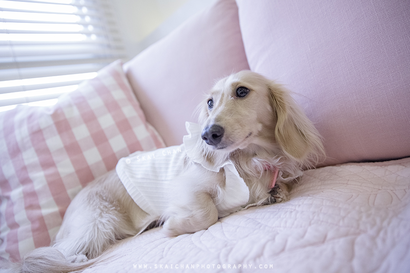 Pet dog photoshoot session with Ttang Kong at Yishun (indoor)