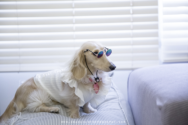 Pet dog photoshoot session with Ttang Kong at Yishun (indoor)