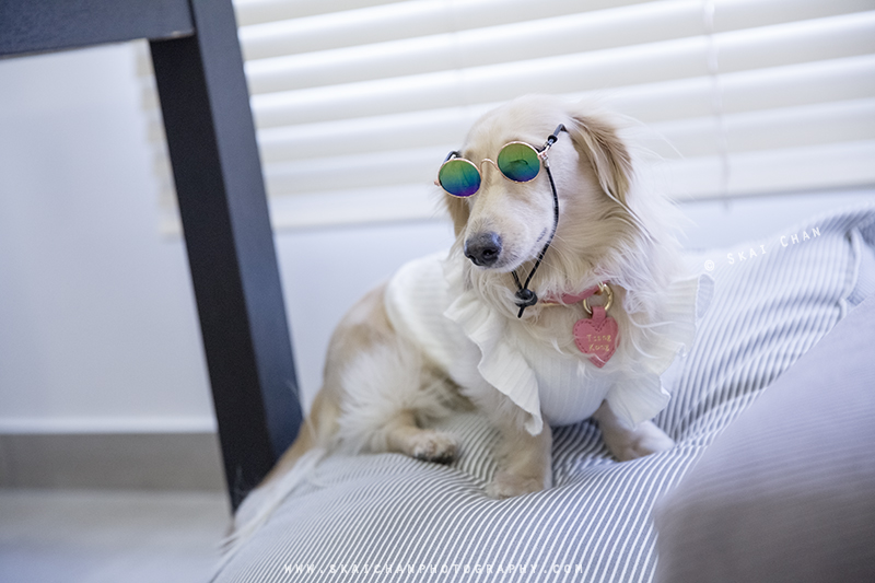 Pet dog photoshoot session with Ttang Kong at Yishun (indoor)