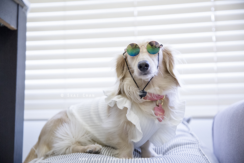Pet dog photoshoot session with Ttang Kong at Yishun (indoor)
