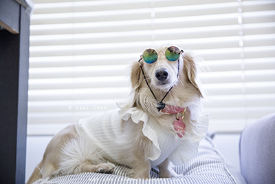 Indoor Pet Dog Photoshoot - Ttang Kong @ Home