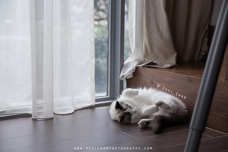 Pet cat photoshoot session with Kelly Lim, Misha and Sky