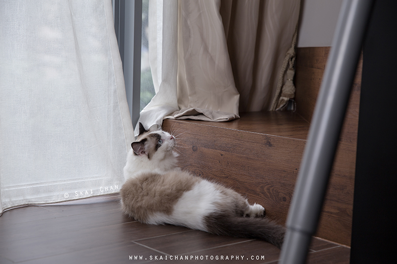 Pet cat photoshoot session with Kelly Lim, Misha and Sky