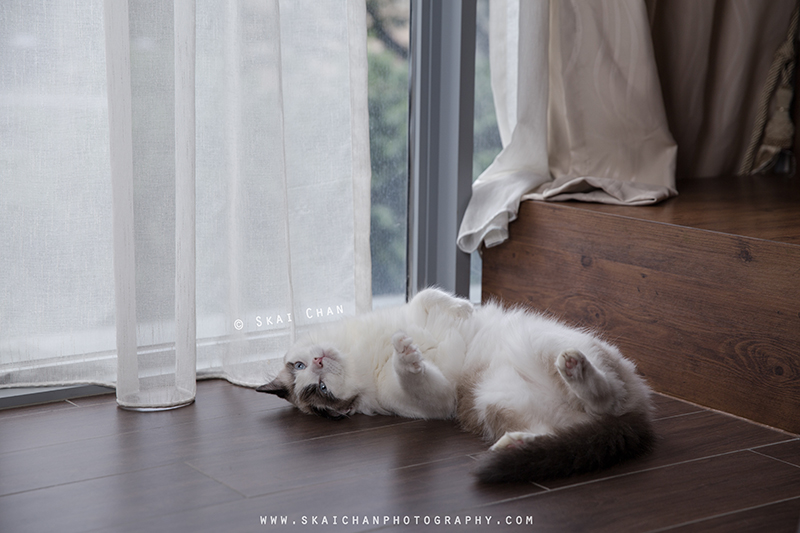 Pet cat photoshoot session with Kelly Lim, Misha and Sky