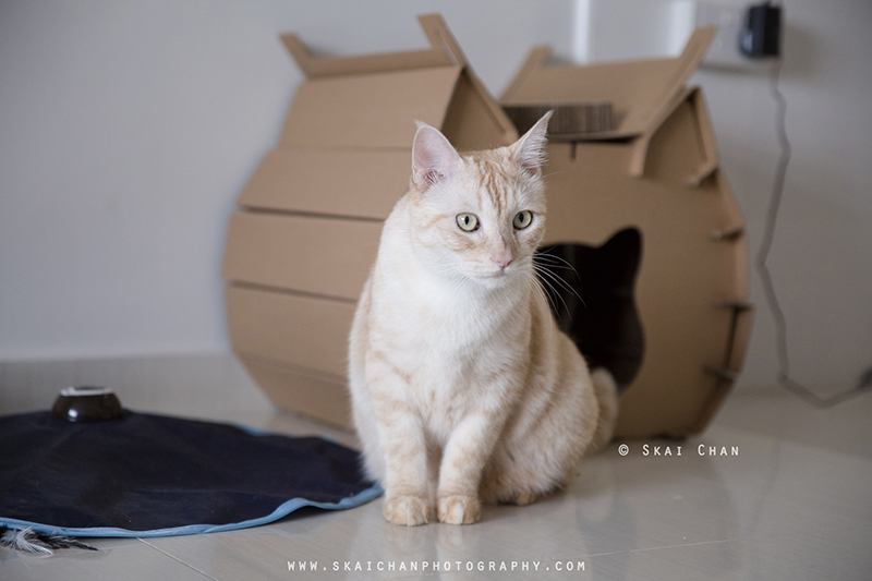 Pet cat photoshoot session with Ginger, Mino & Meow Mee at Bukit Batok (indoor)