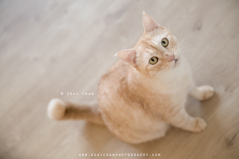 Pet cat photoshoot session with Ginger, Mino & Meow Mee at Bukit Batok (indoor)