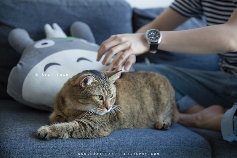 Pet cat photoshoot session with Ginger, Mino & Meow Mee at Bukit Batok (indoor)