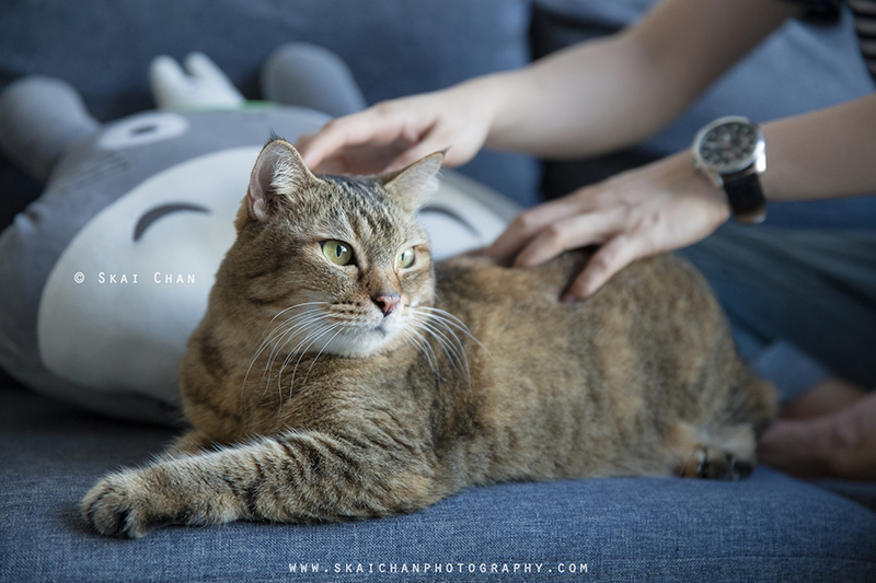 Pet cat photoshoot session with Ginger, Mino & Meow Mee at Bukit Batok (indoor)