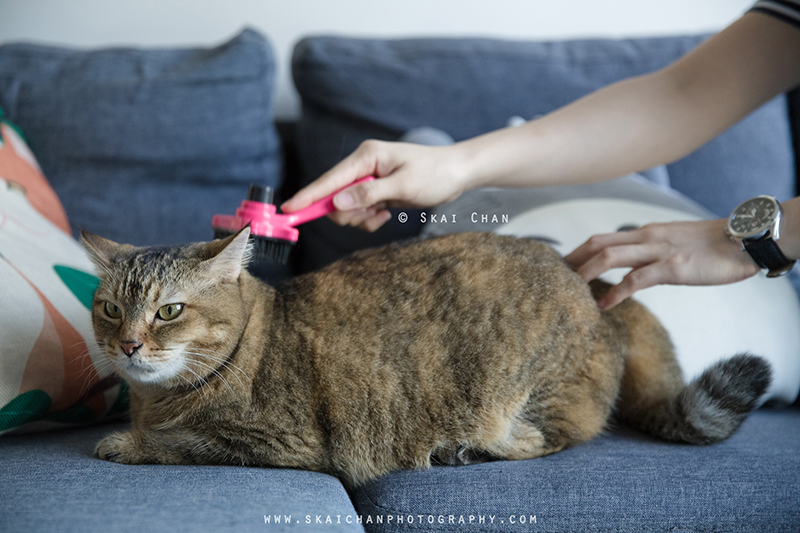 Pet cat photoshoot session with Ginger, Mino & Meow Mee at Bukit Batok (indoor)