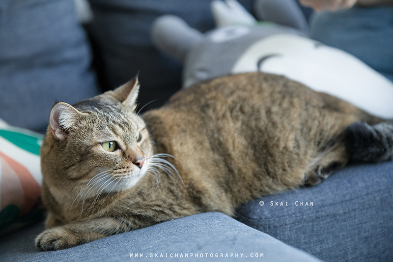 Pet cat photoshoot session with Ginger, Mino & Meow Mee at Bukit Batok (indoor)