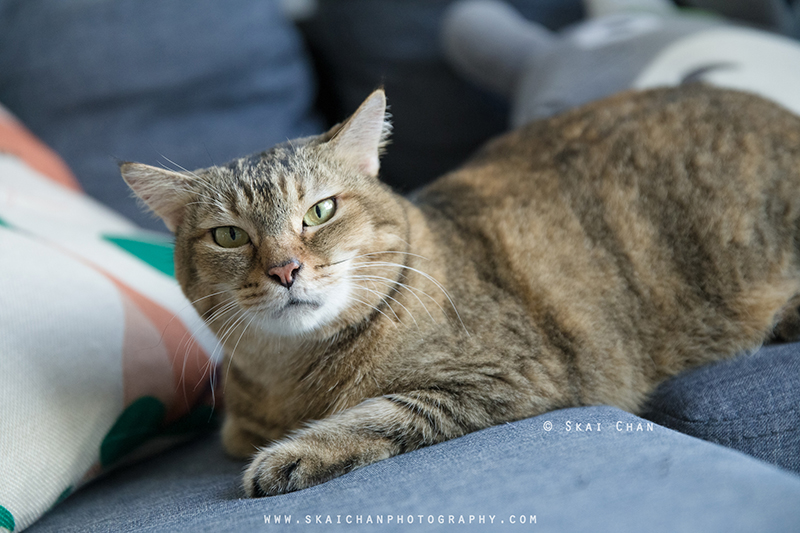 Pet cat photoshoot session with Ginger, Mino & Meow Mee at Bukit Batok (indoor)