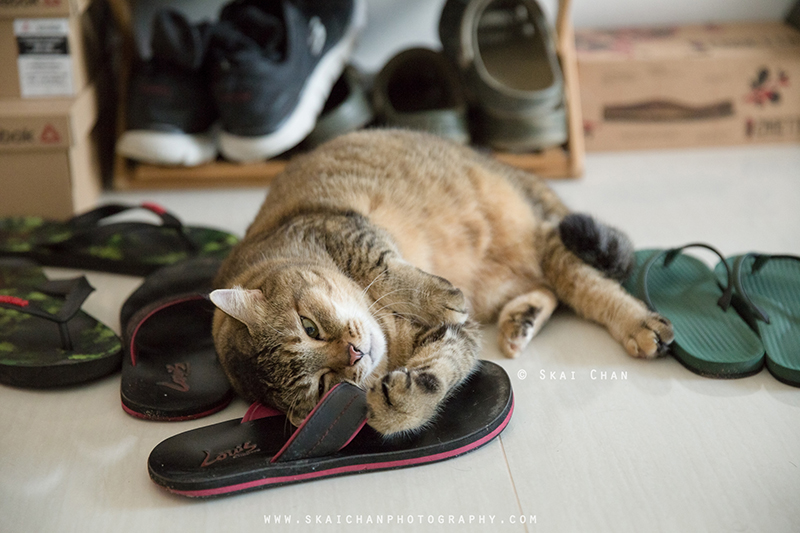 Pet cat photoshoot session with Ginger, Mino & Meow Mee at Bukit Batok (indoor)