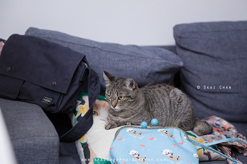 Pet cat photoshoot session with Ginger, Mino & Meow Mee at Bukit Batok (indoor)