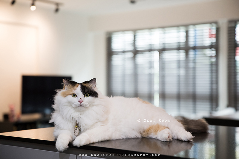 Pet cat photoshoot session with Ah Girl at Yishun (indoor)
