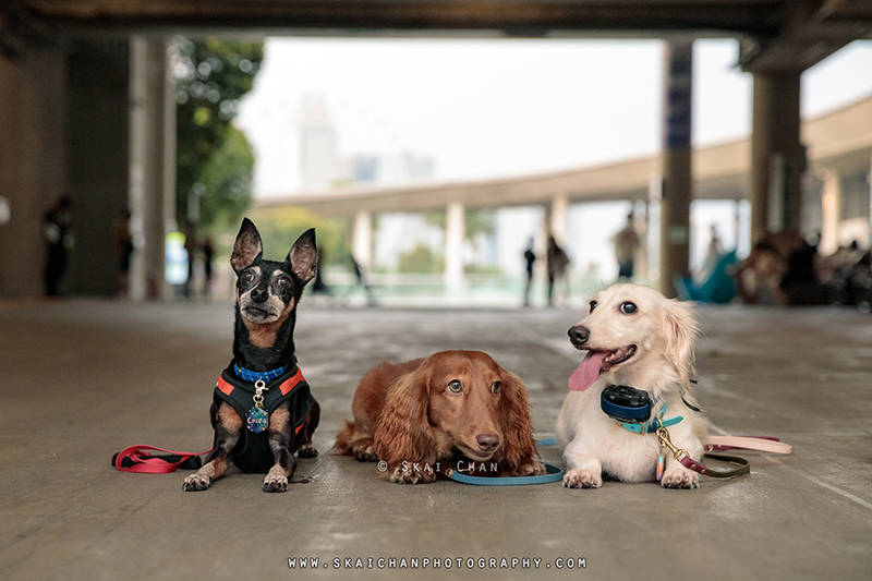 Outdoor dog photoshoot for Prakash's doggies at Marina Barrage