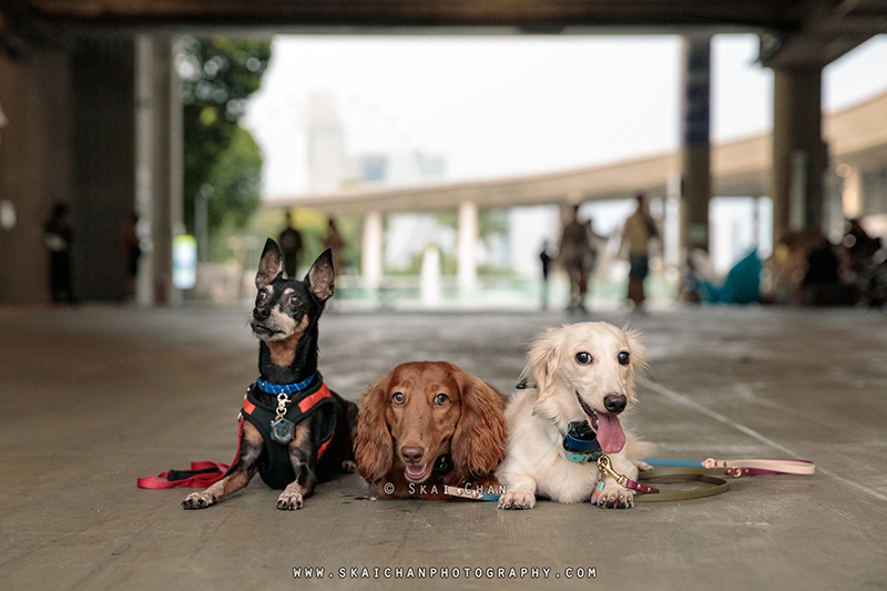 Outdoor dog photoshoot for Prakash's doggies at Marina Barrage
