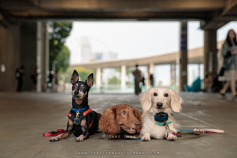Outdoor dog photoshoot for Prakash's doggies at Marina Barrage