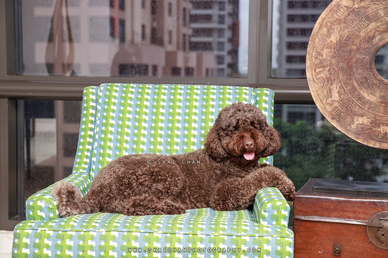 Dog with owner photoshoot session with Tamara Dunne & Milo