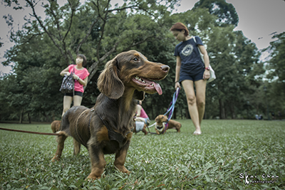 Animal event | Singapore Dachies Club Gathering