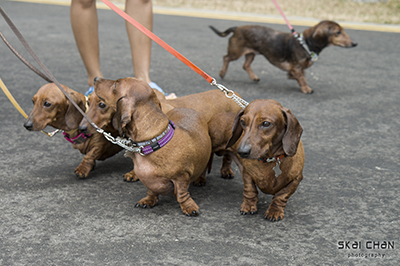 Barkday | Pele's Dog Day