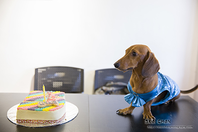 Barkday | Luckie's Dog Day Celebration