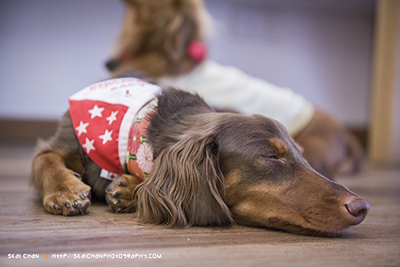 Animal Party | Max's Farewell