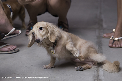Animal Party | Dachies X'mas Roof Top Potluck