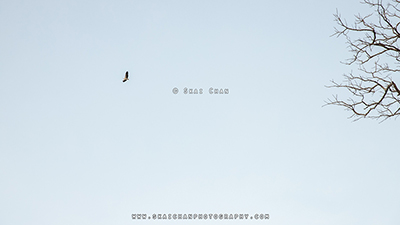 marriage photography